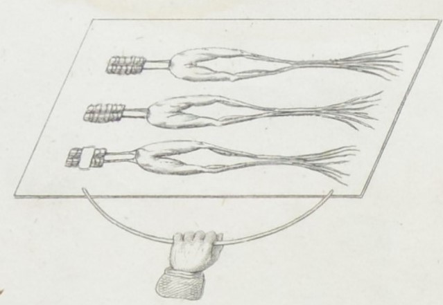 Dr Frankenstein: English Aldini frog legs