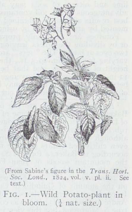 Errand of Mercy: Potato plant
