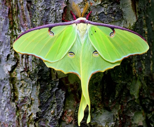 Luna Moth on a tree
